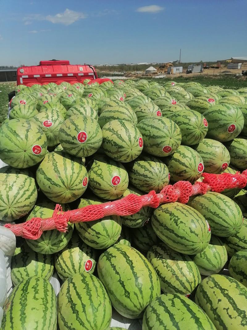 新疆西瓜，金城5，金花，双红，大量有货，