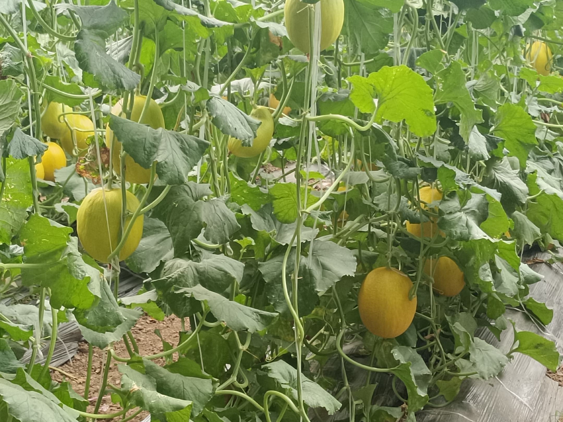 成熟的甜瓜在藤蔓上