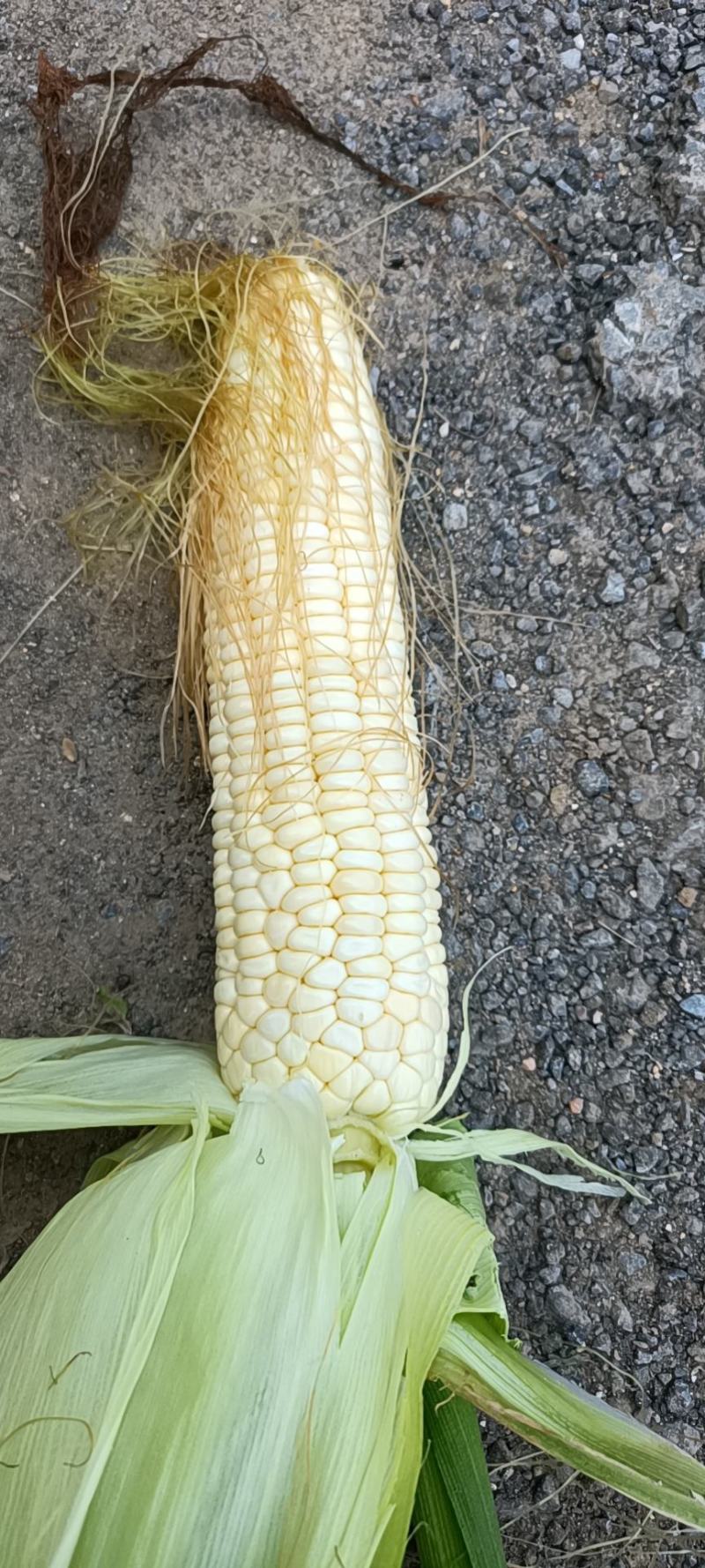糯玉米