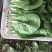 快菜，小白菜，奶白菜，新鲜采摘，大量上市，量大从优