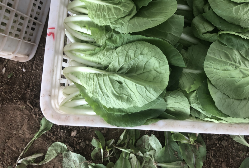 快菜，小白菜，奶白菜，新鲜采摘，大量上市，量大从优