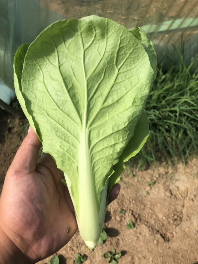 快菜，小白菜，奶白菜，新鲜采摘，大量上市，量大从优