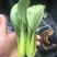 上海青小油菜产地直销新鲜采摘绿色蔬菜好吃看得见
