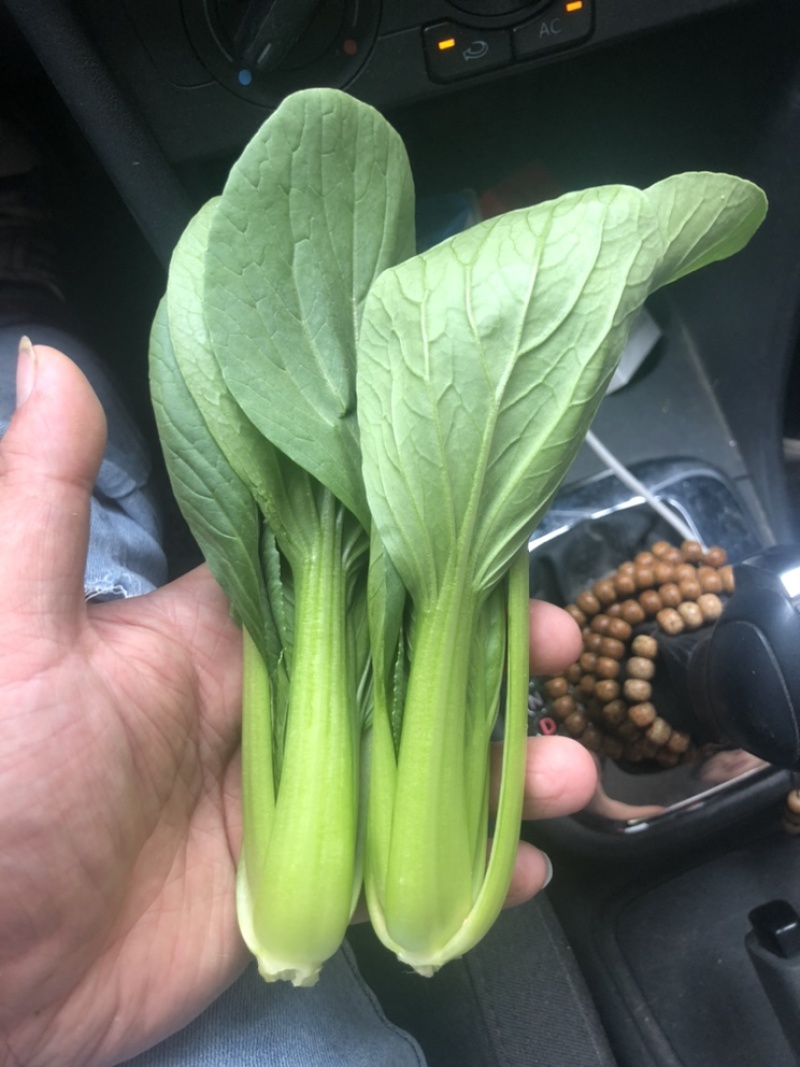 上海青油菜一手货源万亩基地直销欢迎您的光临