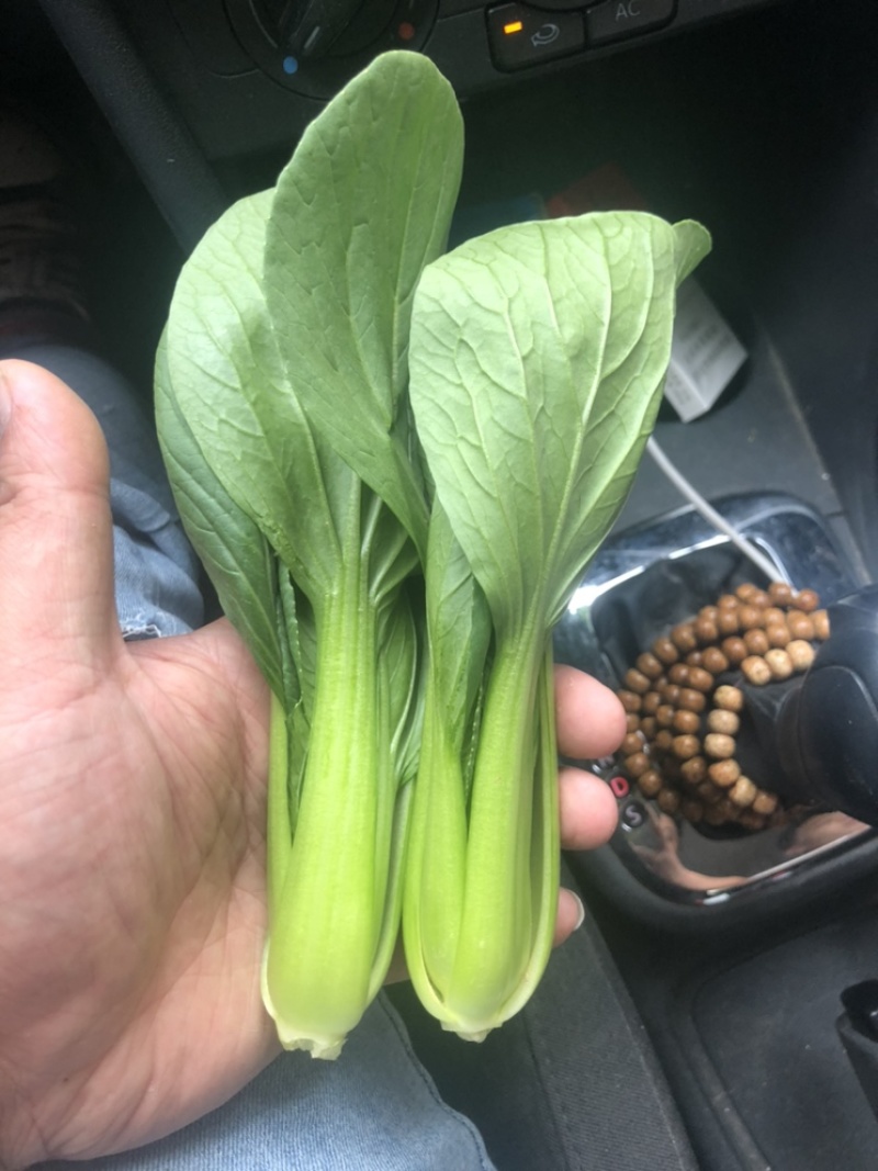 【上海青】小油菜基地直销一手货源全国发货