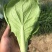 【小白菜】专业代办，一手货源，每天发货！产地直销，大量