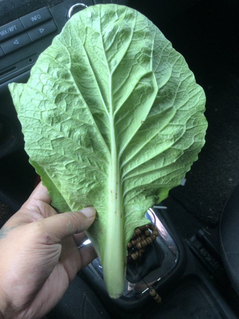 【小白菜】专业代办，一手货源，每天发货！产地直销，大量