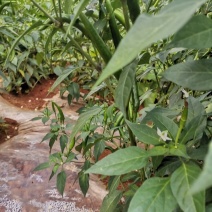 青小米椒