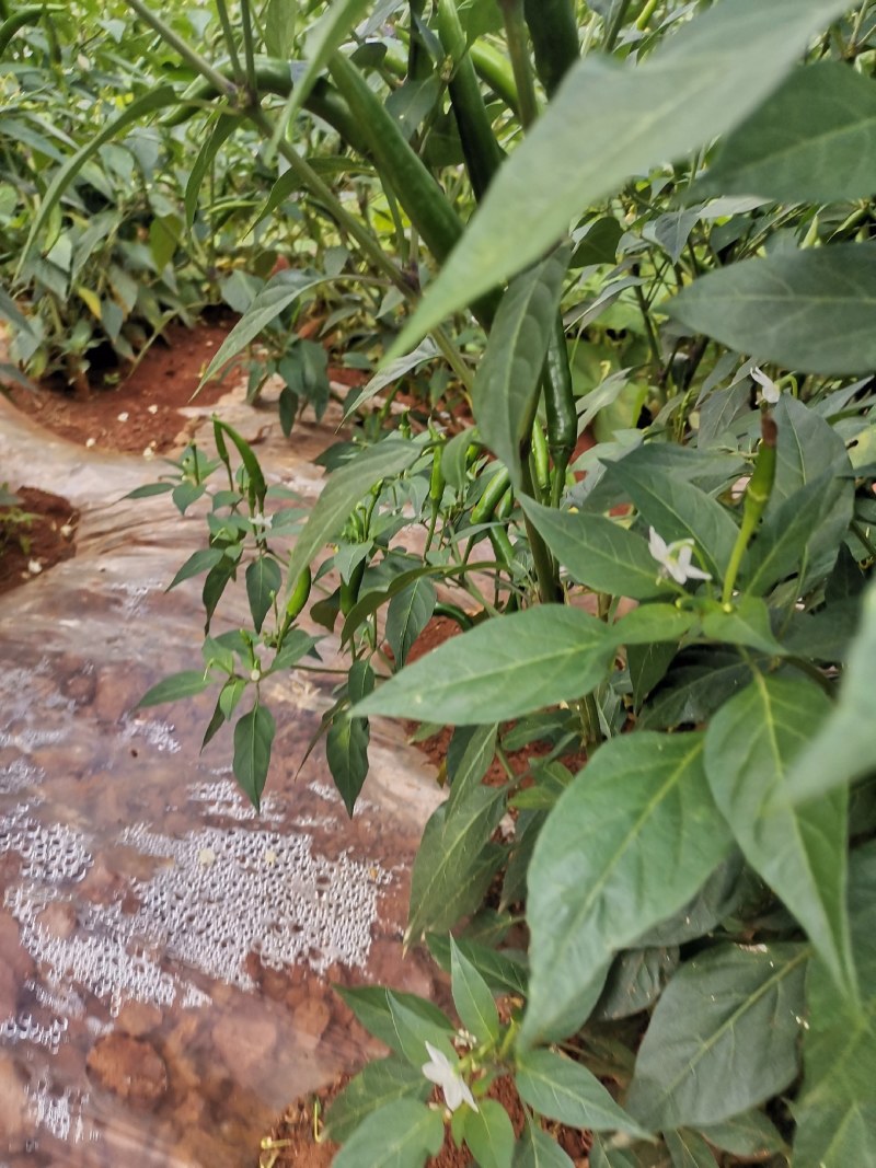 青小米椒
