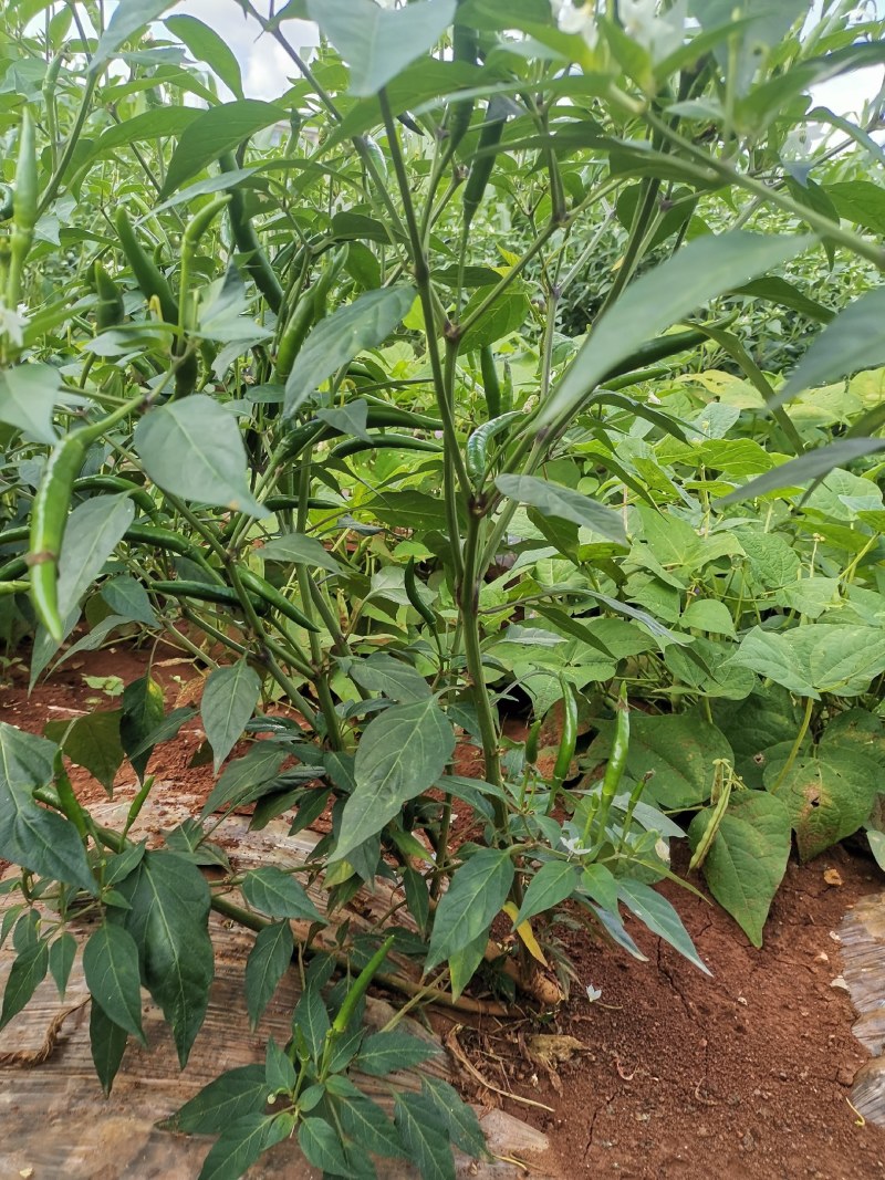青小米椒