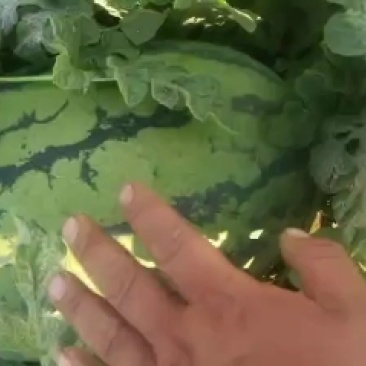 找好瓜，找小王价格还便宜，东西又好。
