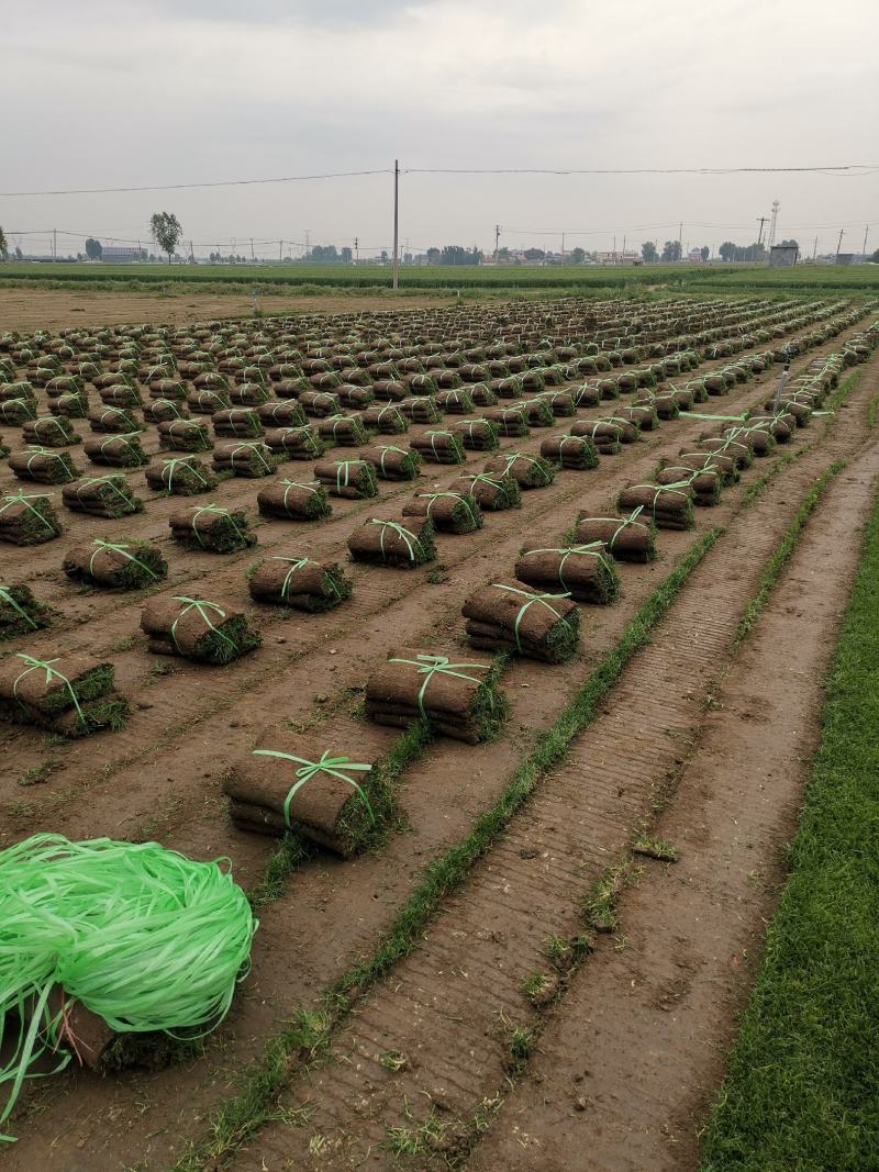 草坪基地，四季青草坪，混播草坪，马尼拉草坪，高羊茅，剪股