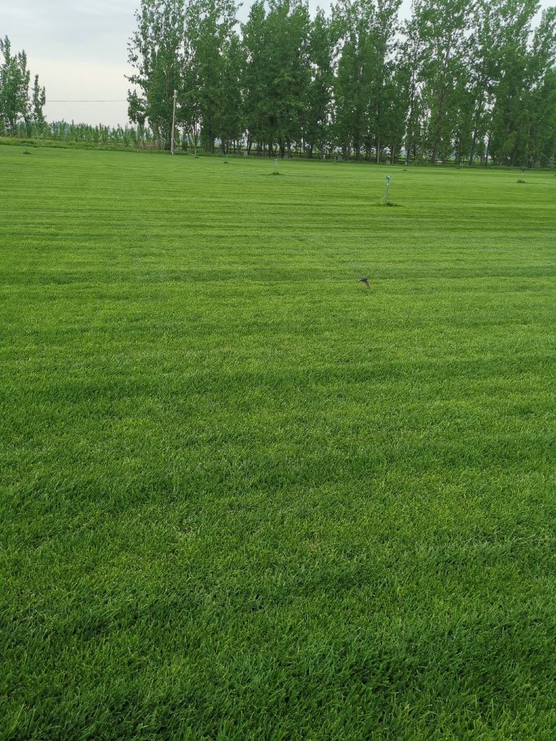 草坪基地，四季青草坪，混播草坪，马尼拉草坪，高羊茅，剪股