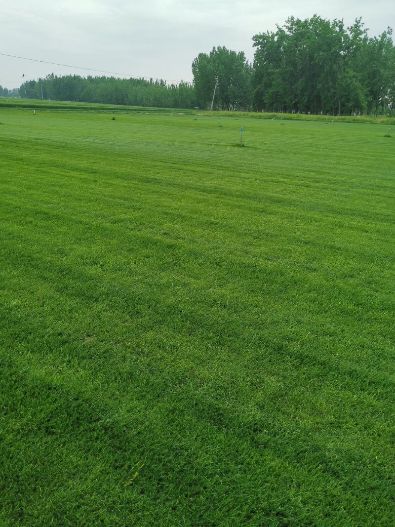 草坪基地，四季青草坪，混播草坪，马尼拉草坪，高羊茅，剪股