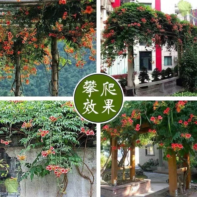 耐寒凌霄花苗爬藤植物四季开花好养绿植盆盆栽庭院绿植