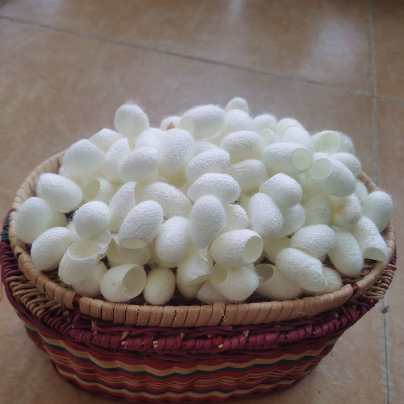 蚕茧干货开口蚕茧干净无杂质欢迎选购！