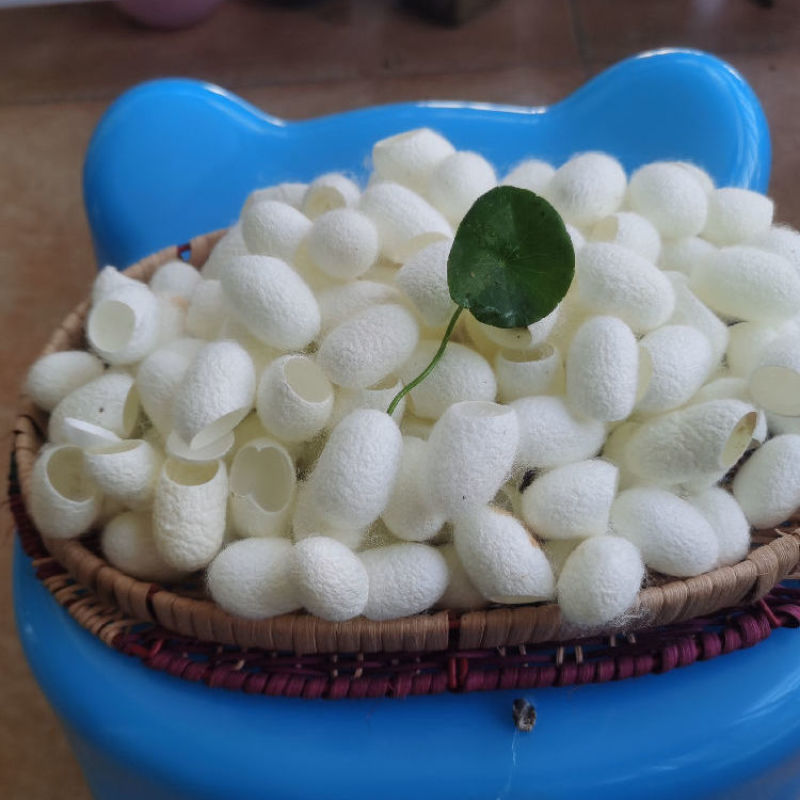 蚕茧干货开口蚕茧干净无杂质欢迎选购！