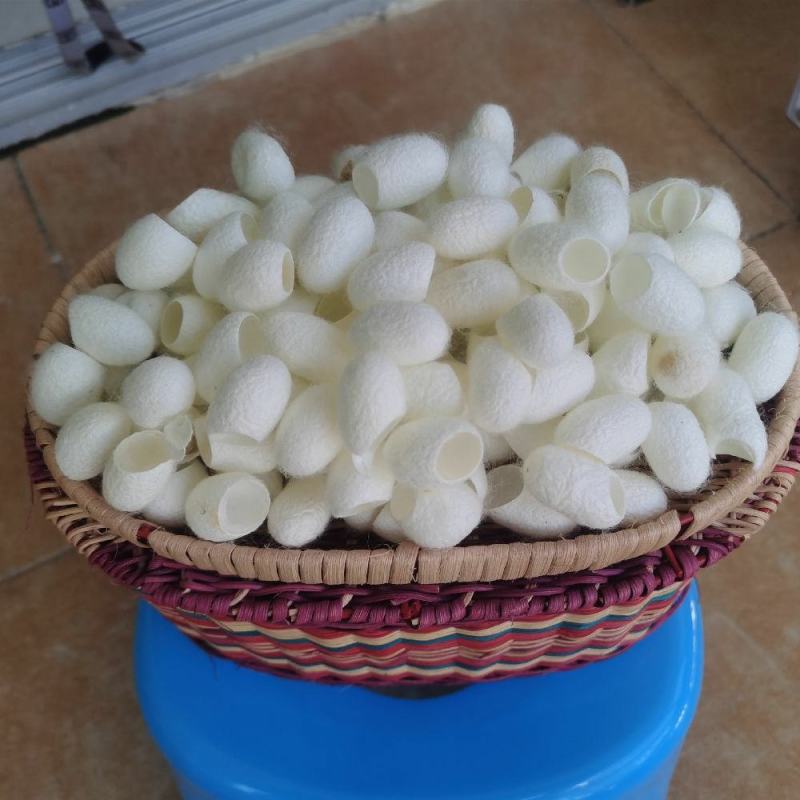 蚕茧干货开口蚕茧干净无杂质欢迎选购！