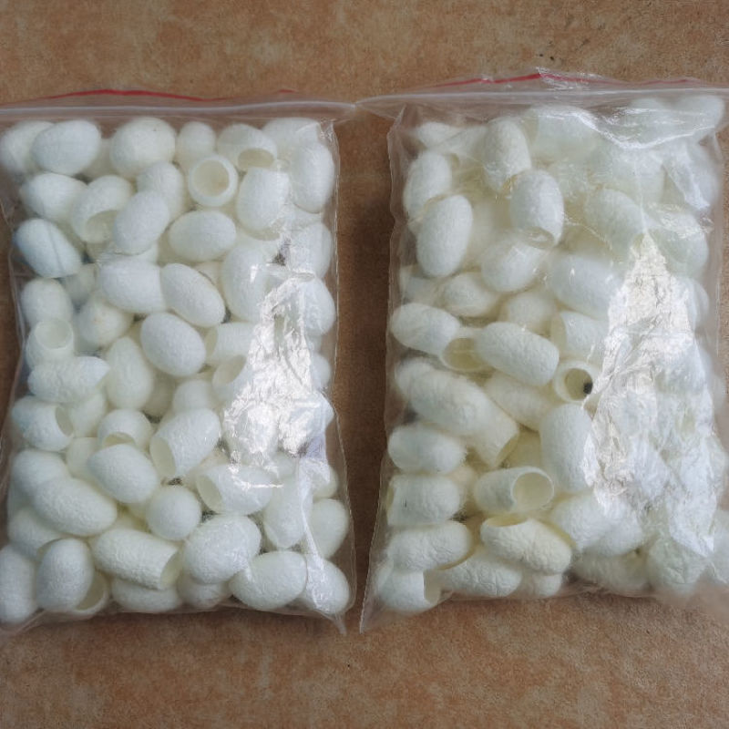 蚕茧干货开口蚕茧干净无杂质欢迎选购！