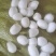 蚕茧干货开口蚕茧干净无杂质欢迎选购！