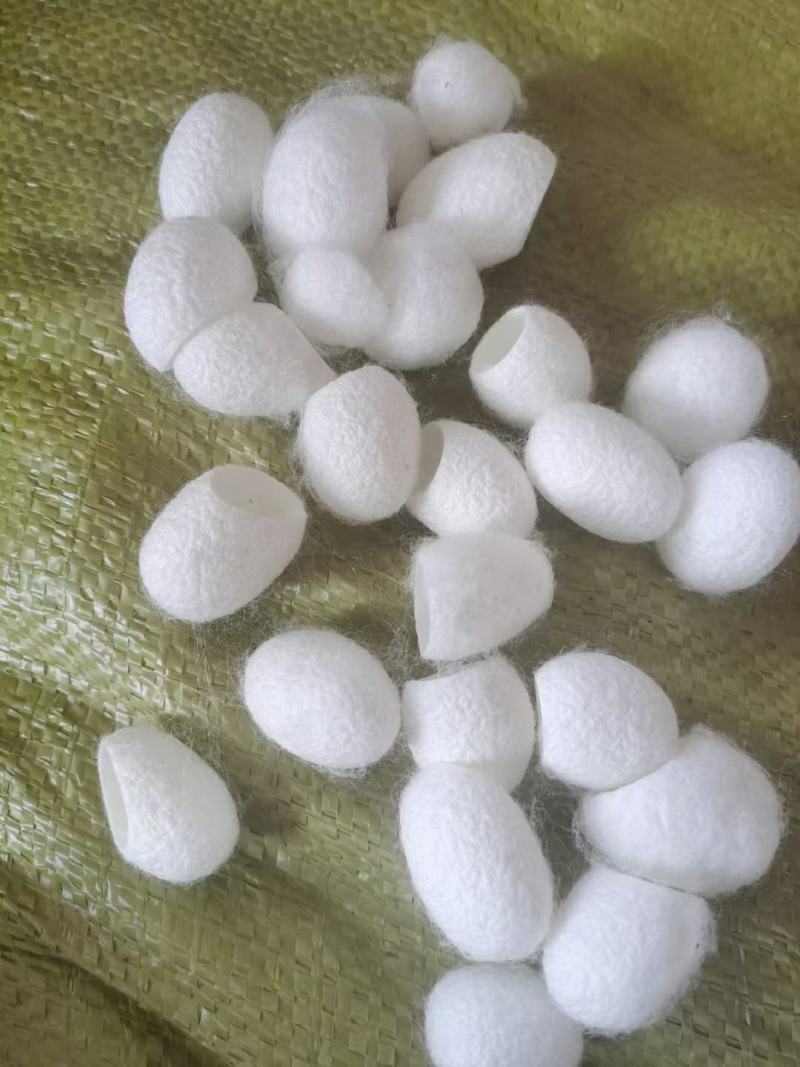 蚕茧干货开口蚕茧干净无杂质欢迎选购！