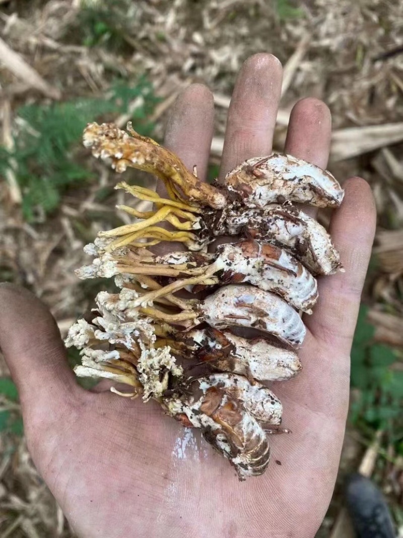 纯野生金蝉花，自然晒干，无硫一件代发，价格实惠