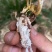 纯野生金蝉花，自然晒干，无硫一件代发，价格实惠