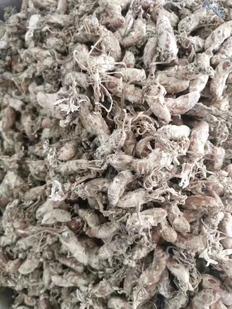 纯野生金蝉花，自然晒干，无硫一件代发，价格实惠