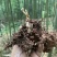 纯野生金蝉花，自然晒干，无硫一件代发，价格实惠