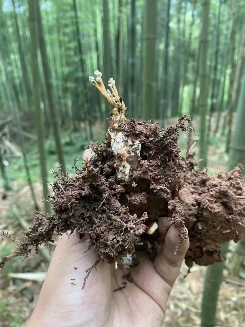 纯野生金蝉花，自然晒干，无硫一件代发，价格实惠