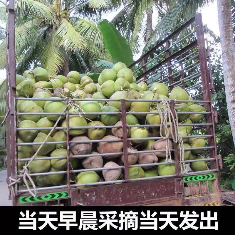 海南椰子现摘新鲜带皮椰青当季孕妇小孩水果饮料大果整箱批发