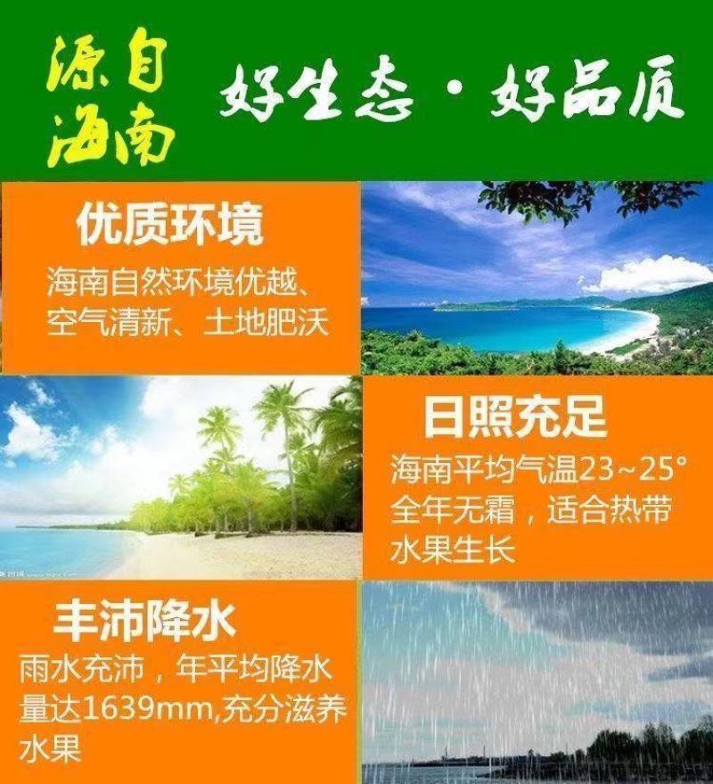 海南椰子现摘新鲜带皮椰青当季孕妇小孩水果饮料大果整箱批发