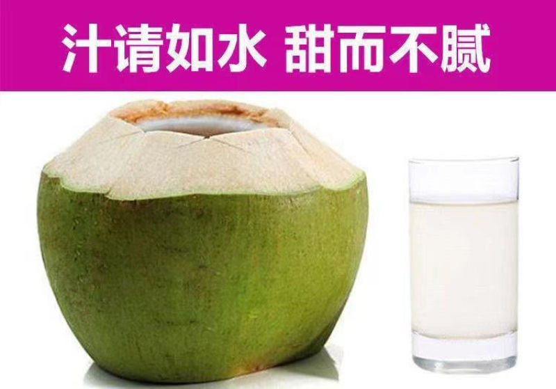 海南椰子现摘新鲜带皮椰青当季孕妇小孩水果饮料大果整箱批发
