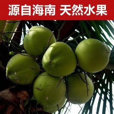 海南椰子现摘新鲜带皮椰青当季孕妇小孩水果饮料大果整箱批发