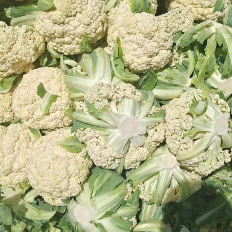 甘肃兰州高原夏菜