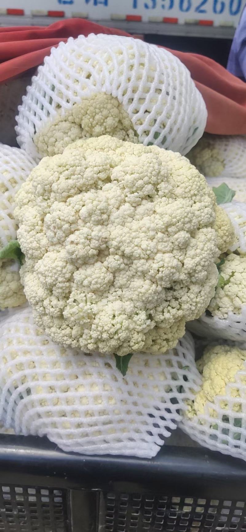 甘肃兰州高原夏菜