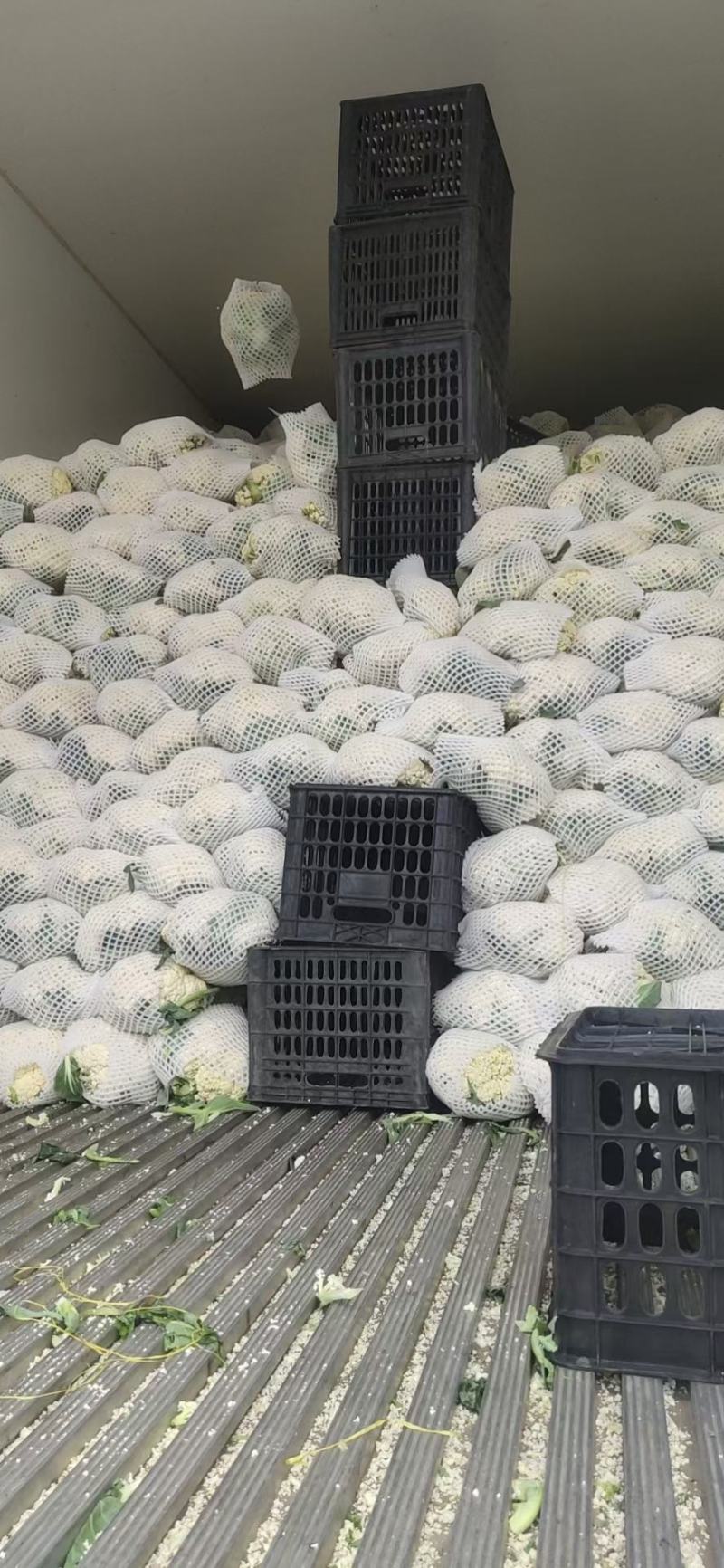 甘肃兰州高原夏菜