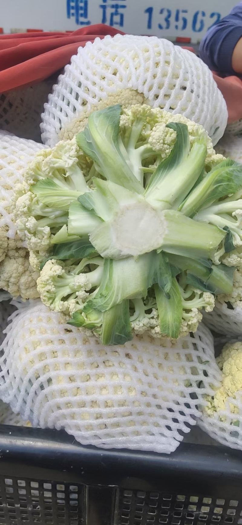 甘肃兰州高原夏菜