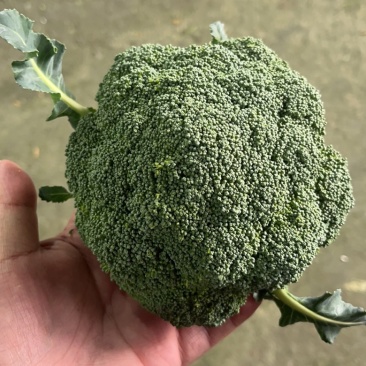 卖的是良心❤️交的是朋友河北千亩西兰花产业园上市