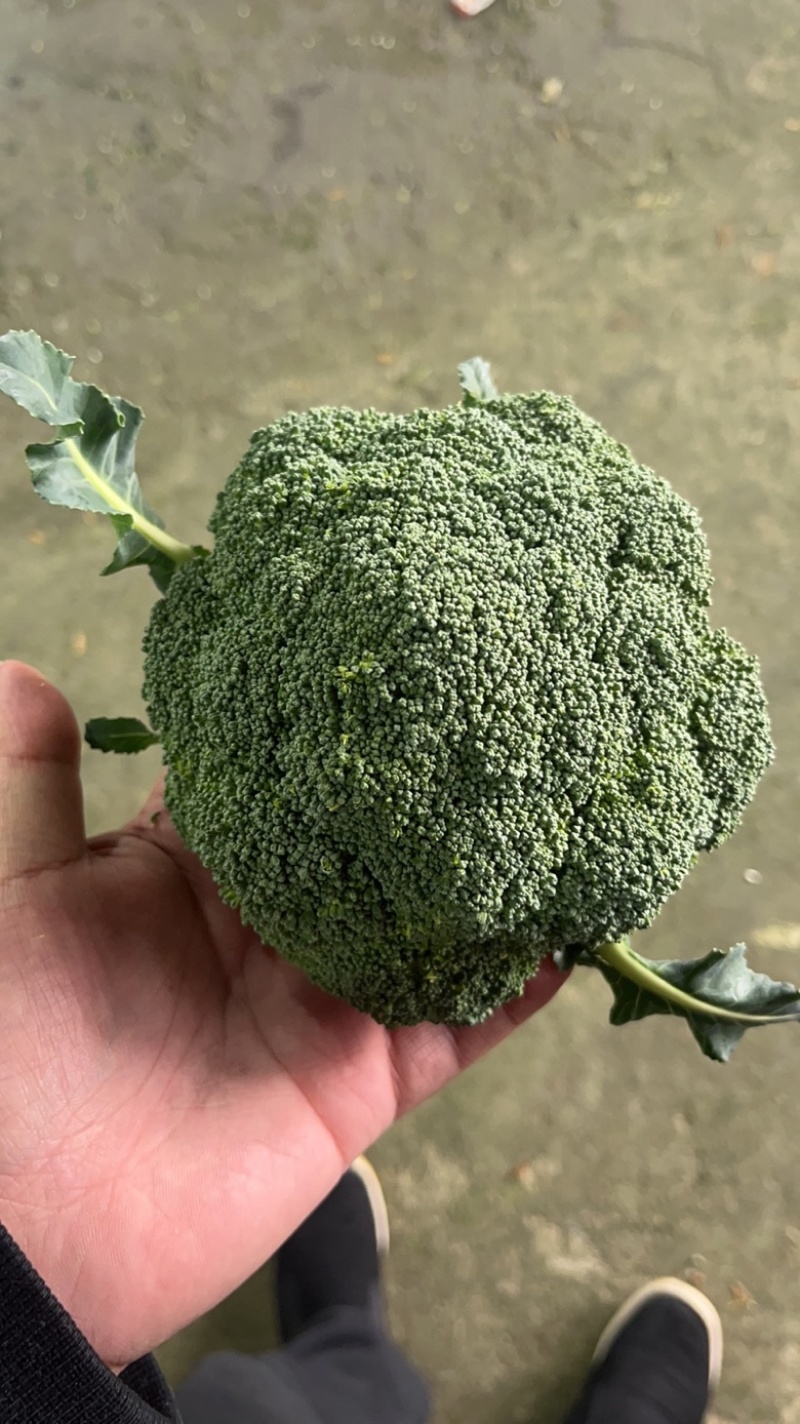 卖的是良心❤️交的是朋友河北千亩西兰花产业园上市