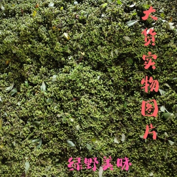 山胡椒新鲜木姜子山仓子现摘现发大量供应量大价优