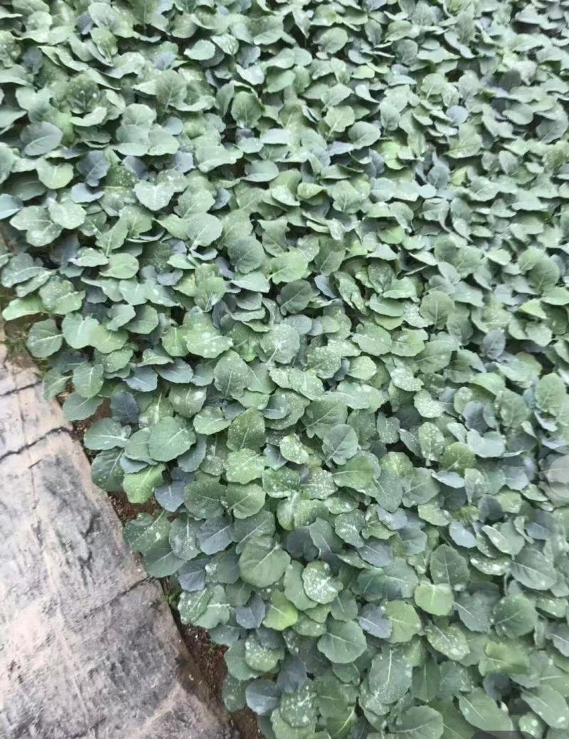 苗场直供平顶甘蓝苗，穴盘苗，苗龄足苗壮单球4-5斤重