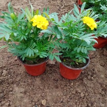 孔雀草黄孔雀草价格孔雀草基地直销大量有货