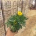 孔雀草黄孔雀草价格孔雀草基地直销大量有货
