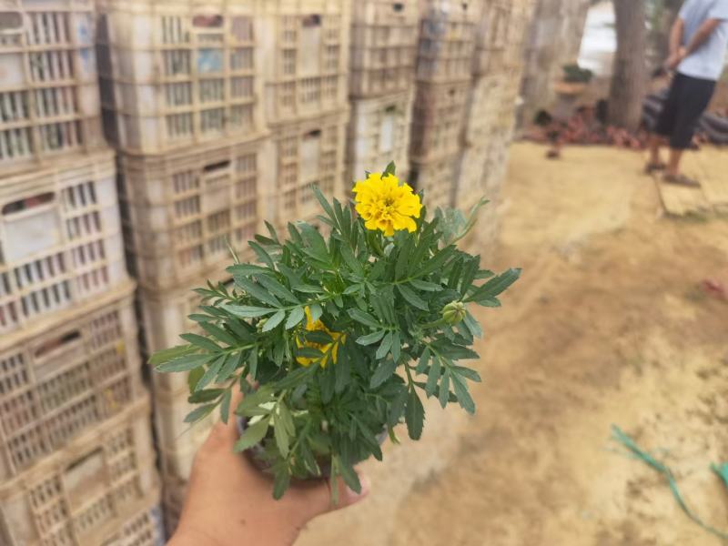 孔雀草黄孔雀草价格孔雀草基地直销大量有货