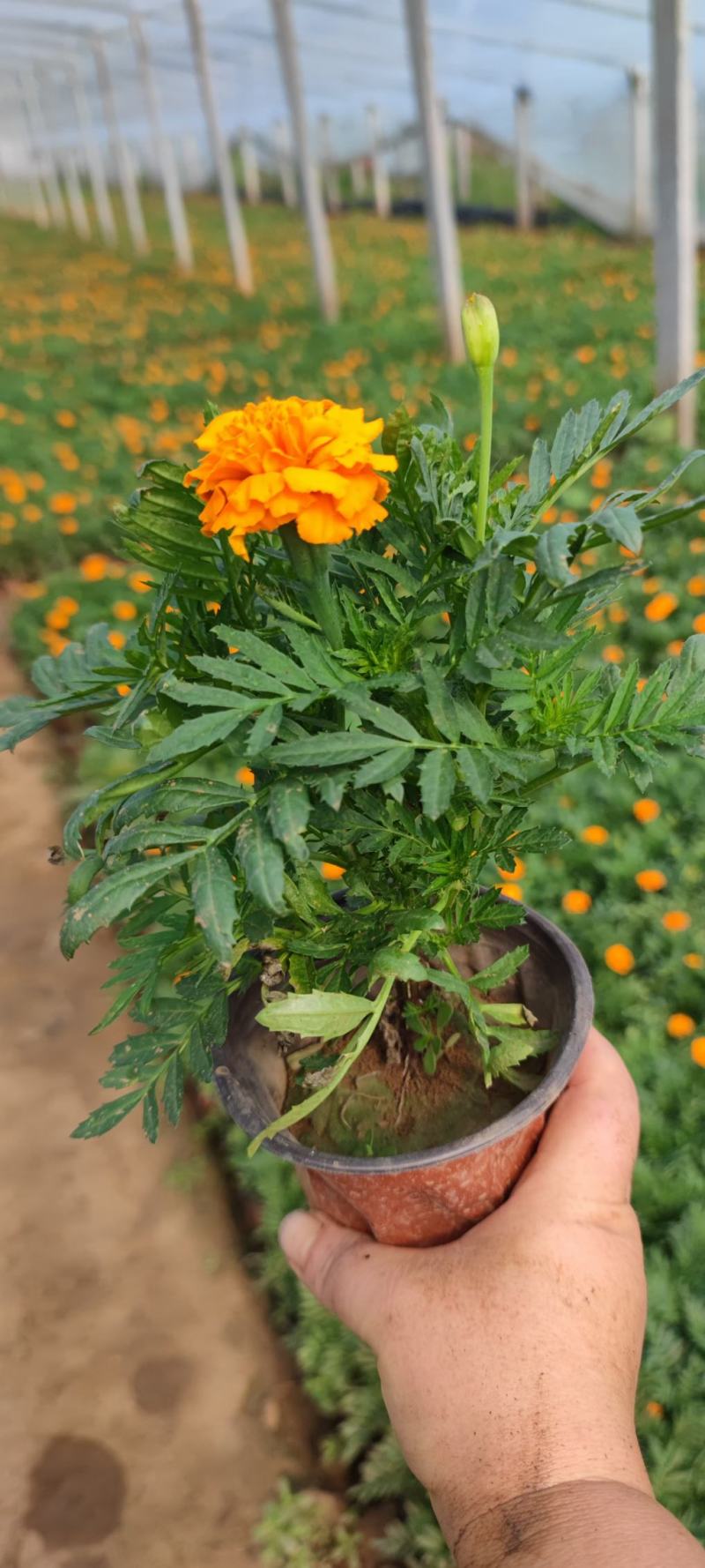 孔雀草黄孔雀草价格孔雀草基地直销大量有货