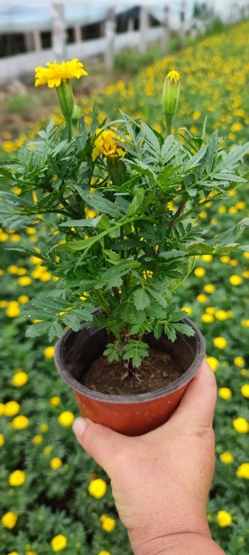 孔雀草黄孔雀草价格孔雀草基地直销大量有货
