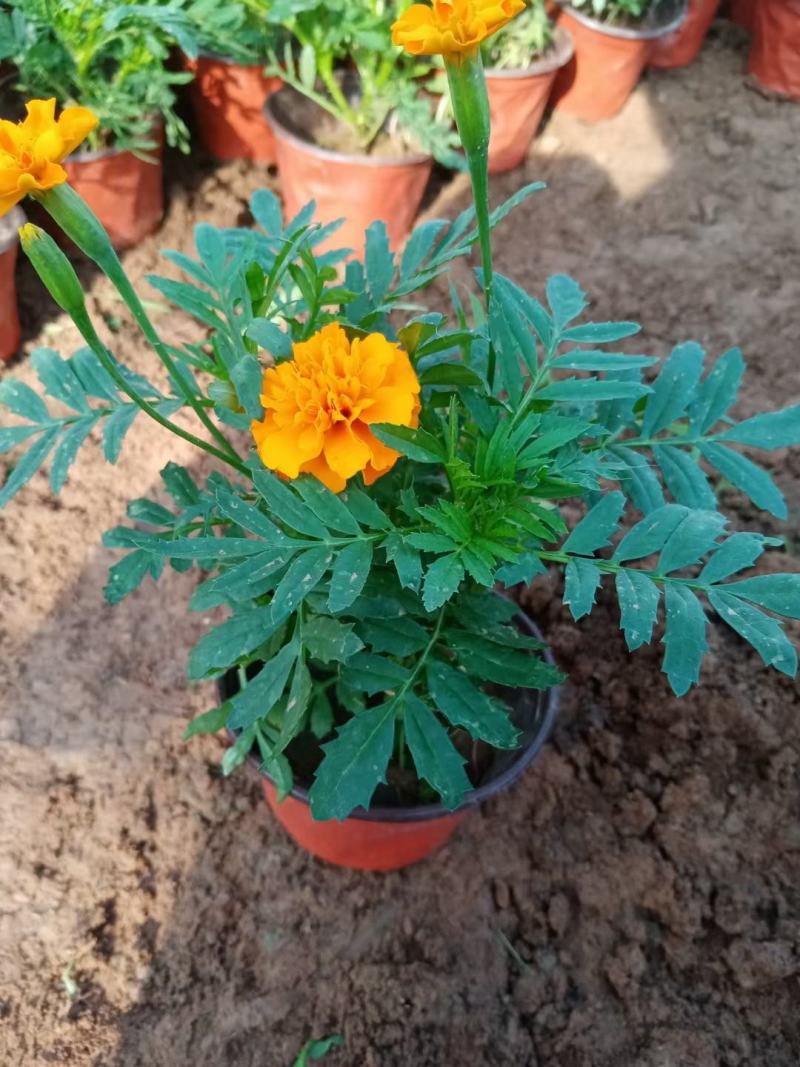 孔雀草黄孔雀草价格孔雀草基地直销大量有货
