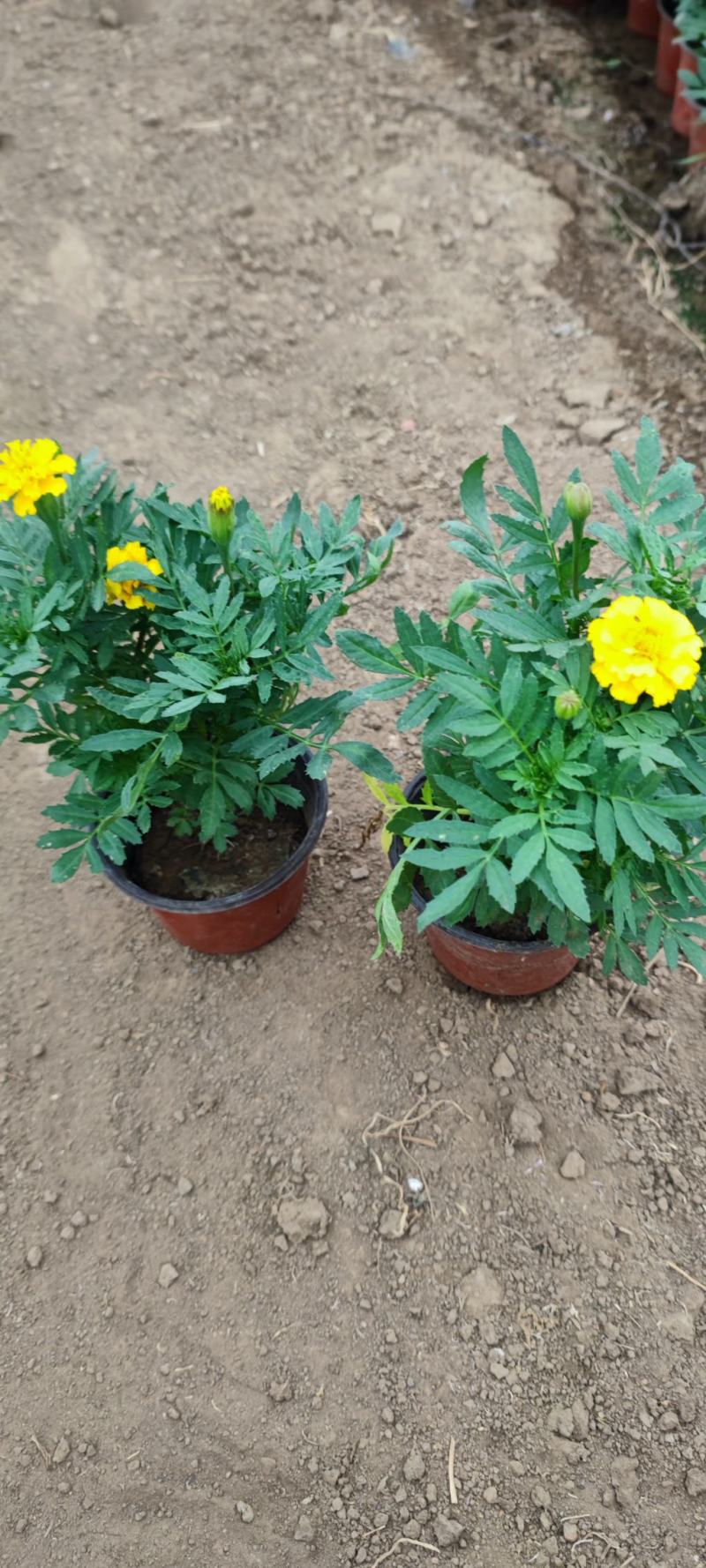孔雀草黄孔雀草价格孔雀草基地直销大量有货