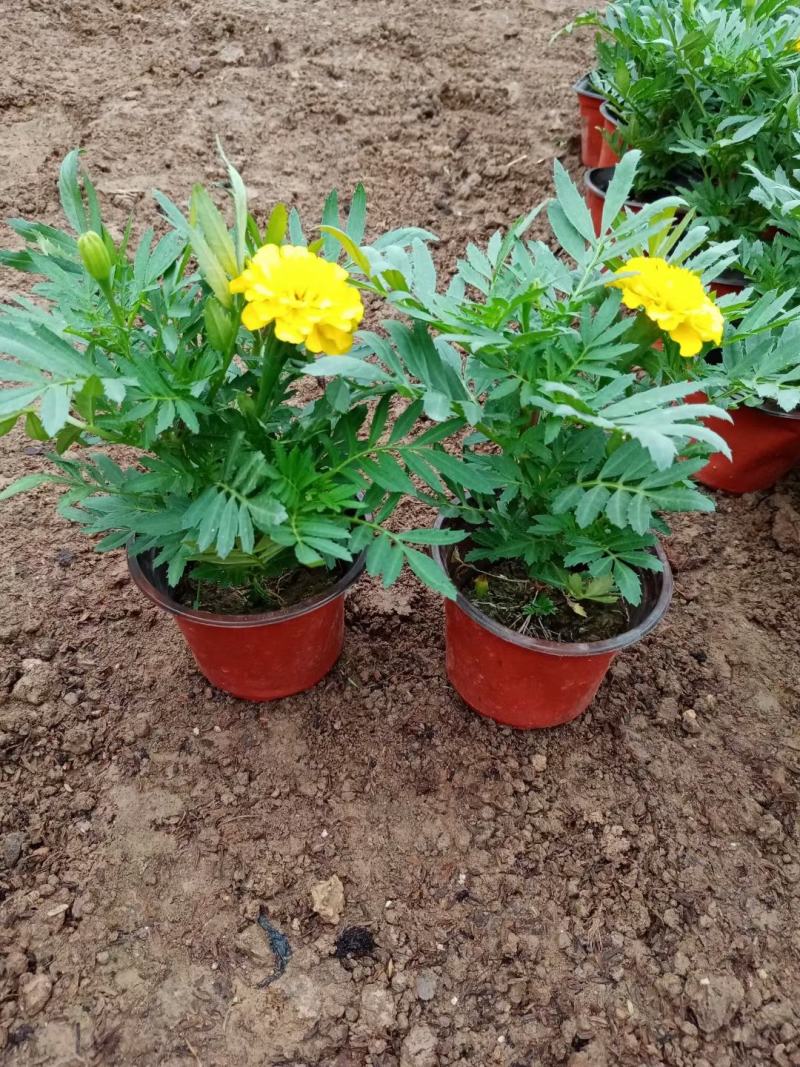 孔雀草黄孔雀草价格孔雀草基地直销大量有货